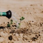 How Water Shortages Affect the Food on Your Plate