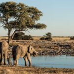 Water and Wildlife – How Water Scarcity Affects Animals and Ecosystems